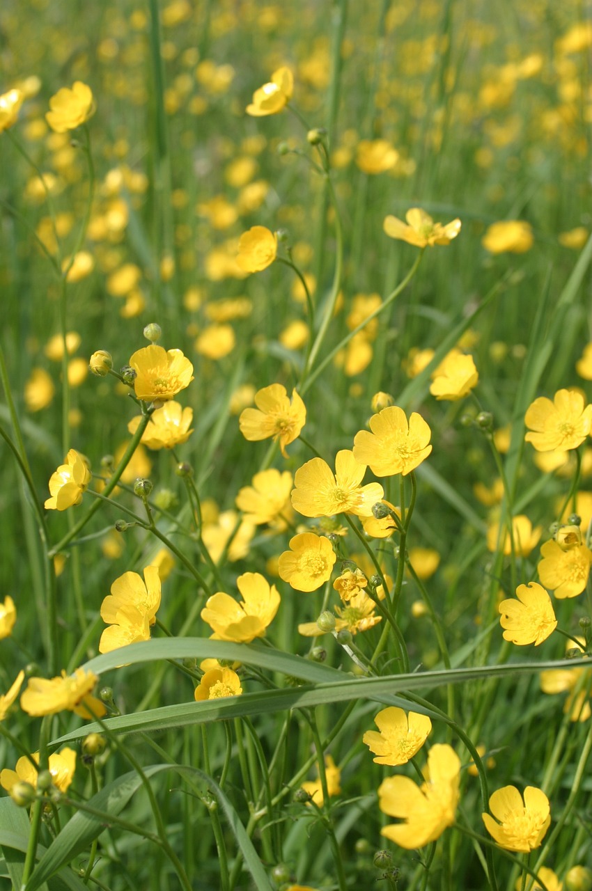 buttercup pointed flower yellow free photo