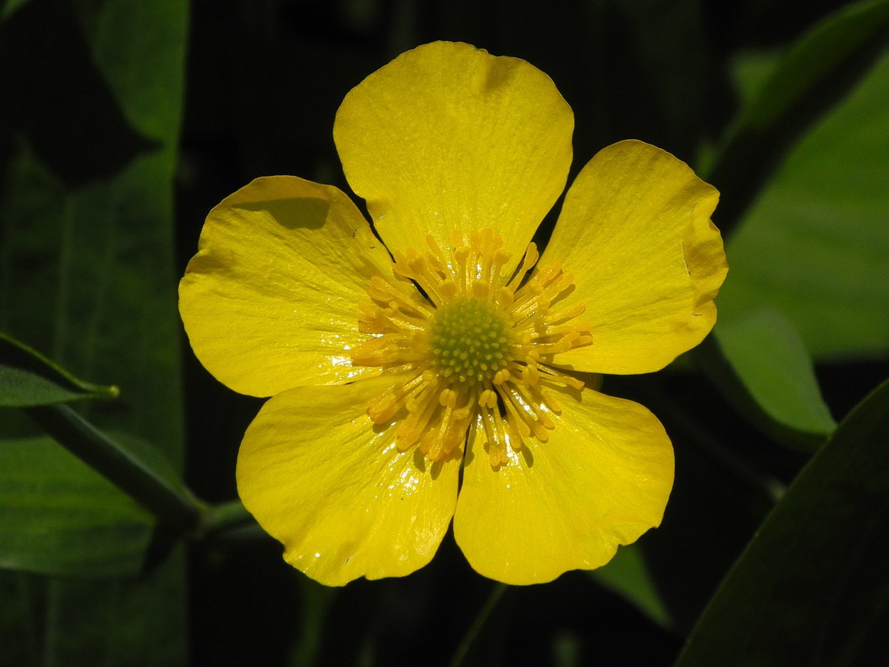 buttercup blossom bloom free photo
