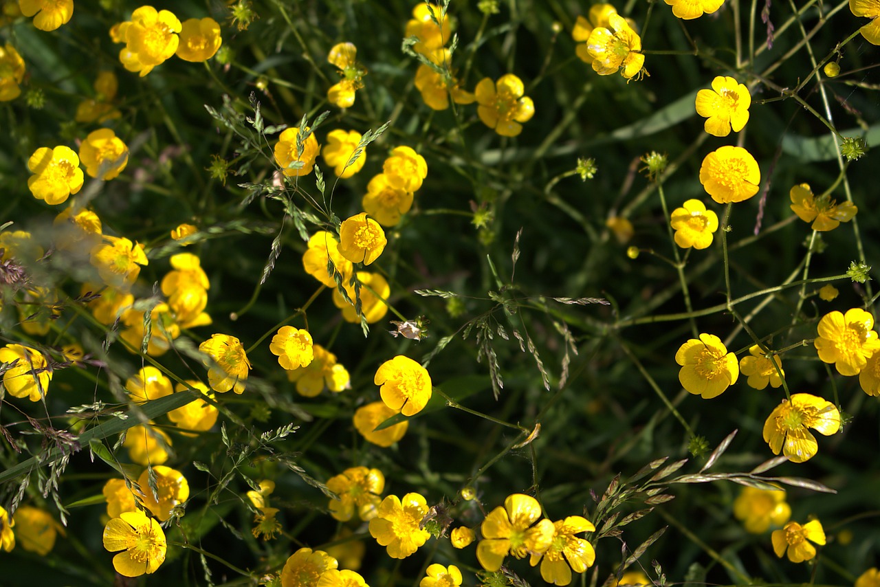 buttercup flowers yellow free photo