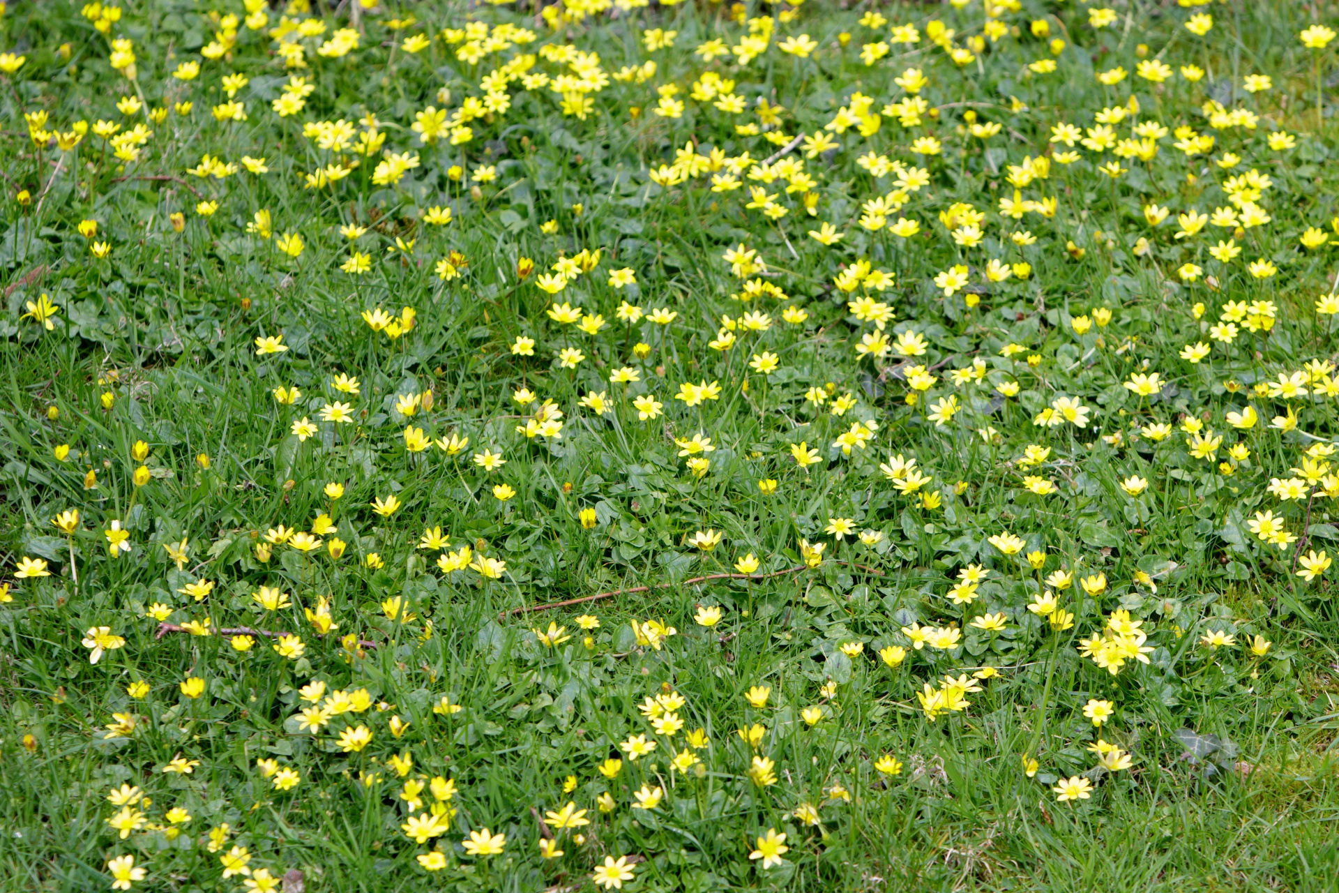 buttercups buttercup flowers free photo