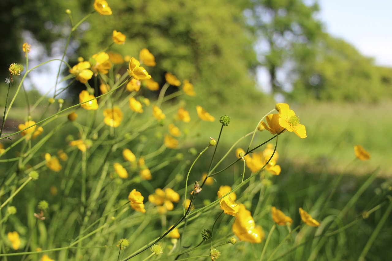 buttercups spring aquitaine free photo