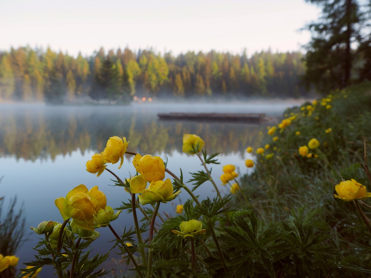 buttercups lake mist free photo