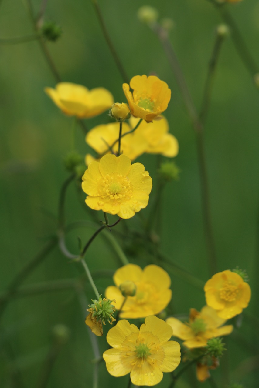 buttercups  wild flower  flower free photo