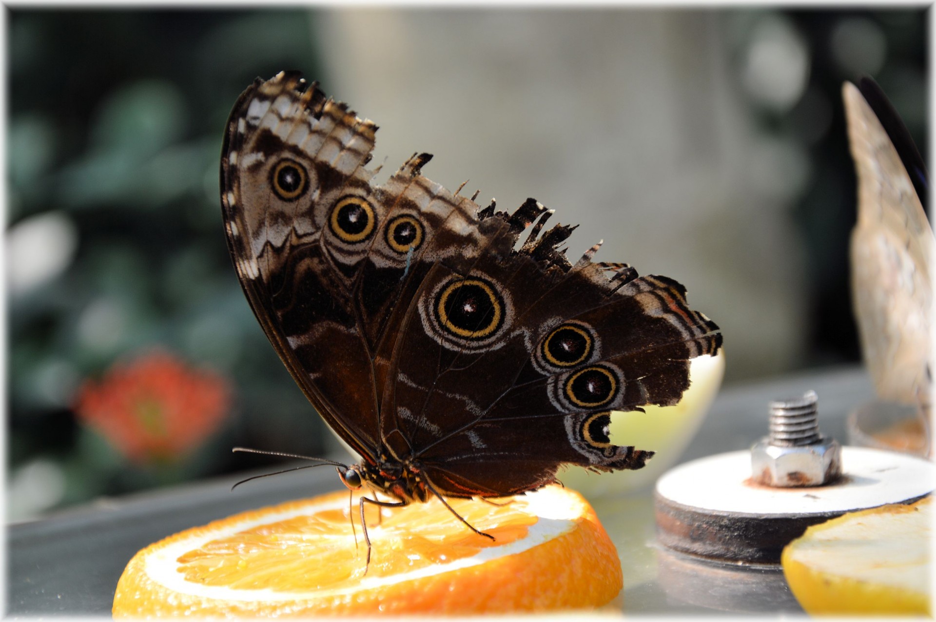 butterflies fruit tropical free photo