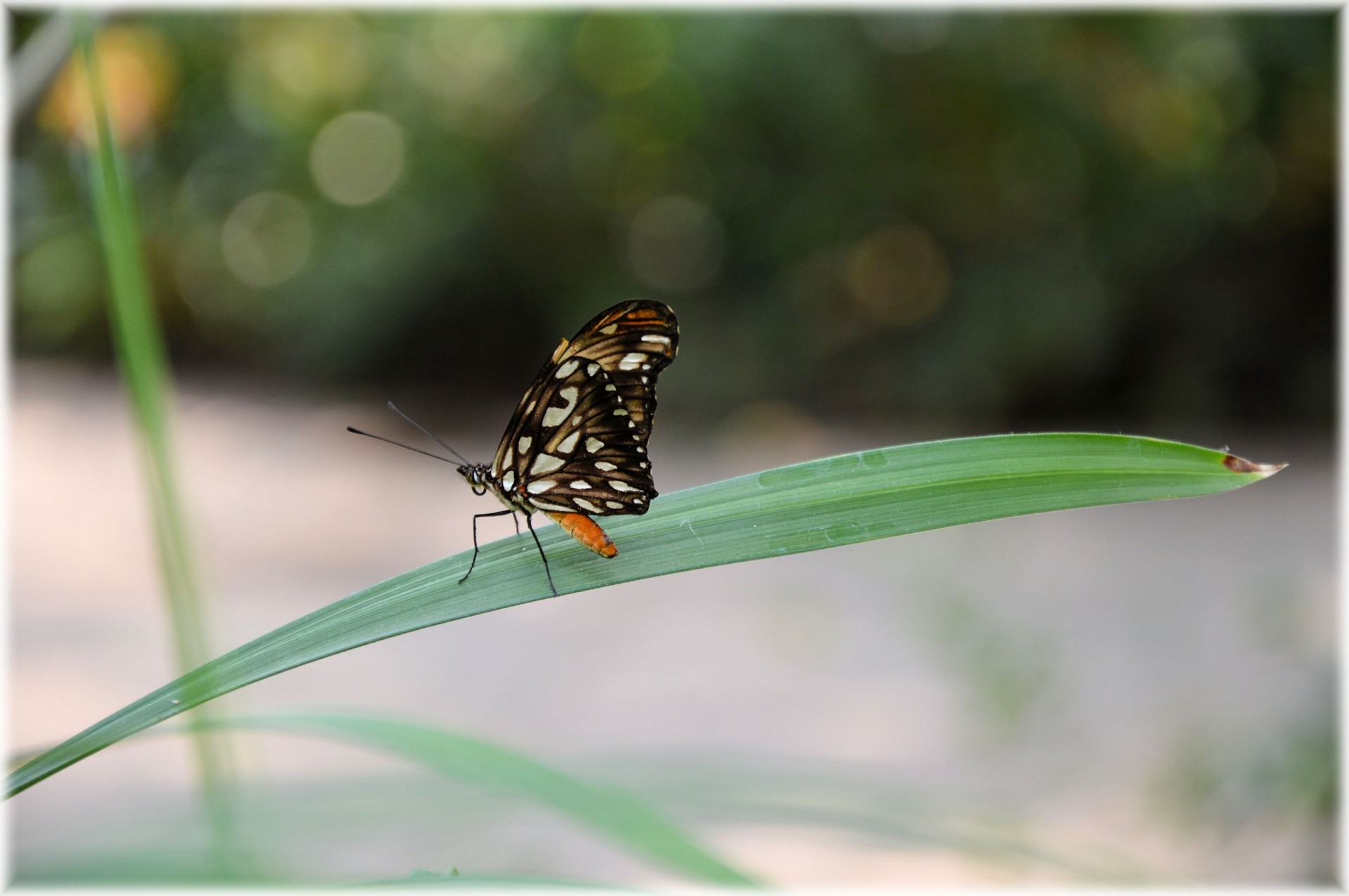 butterflies flowers tropical free photo