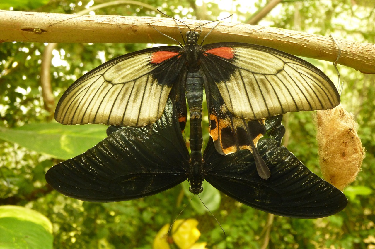 butterflies pairing connected free photo