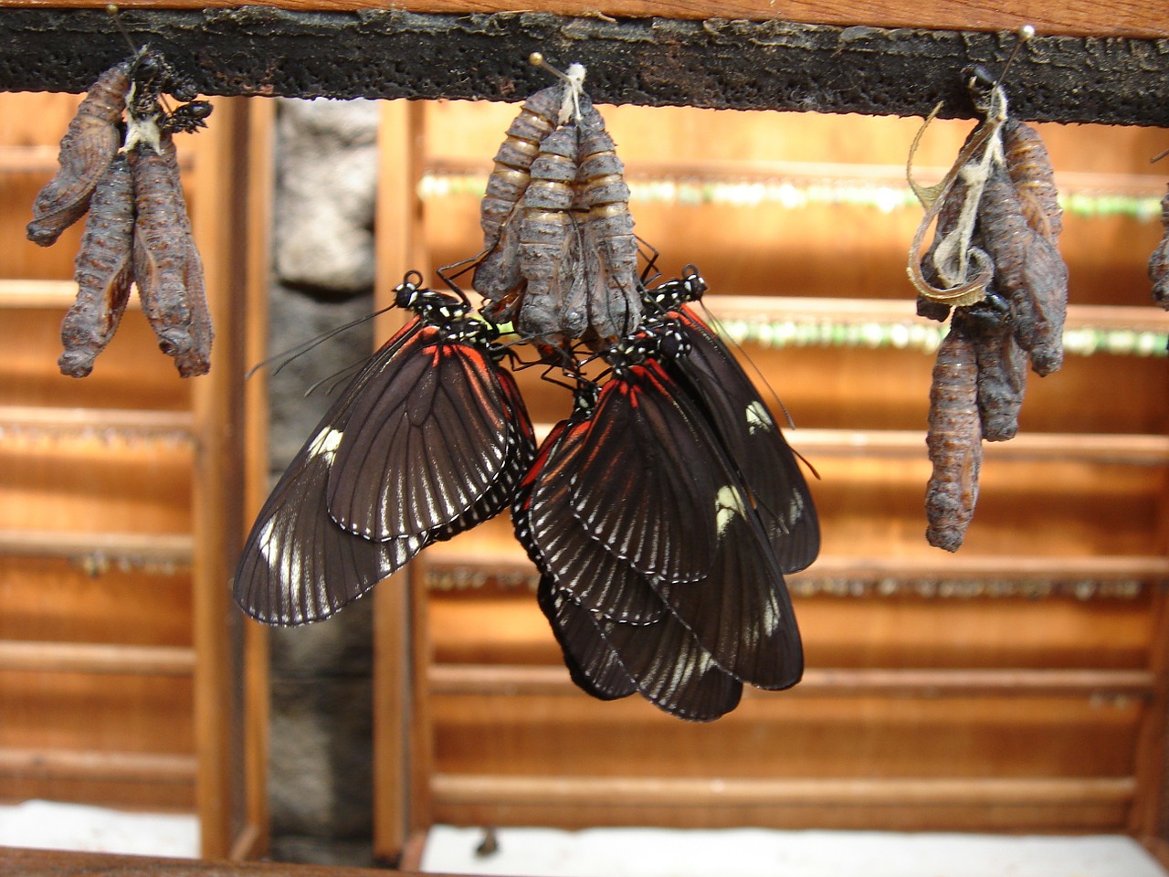 butterflies insect dolls free photo