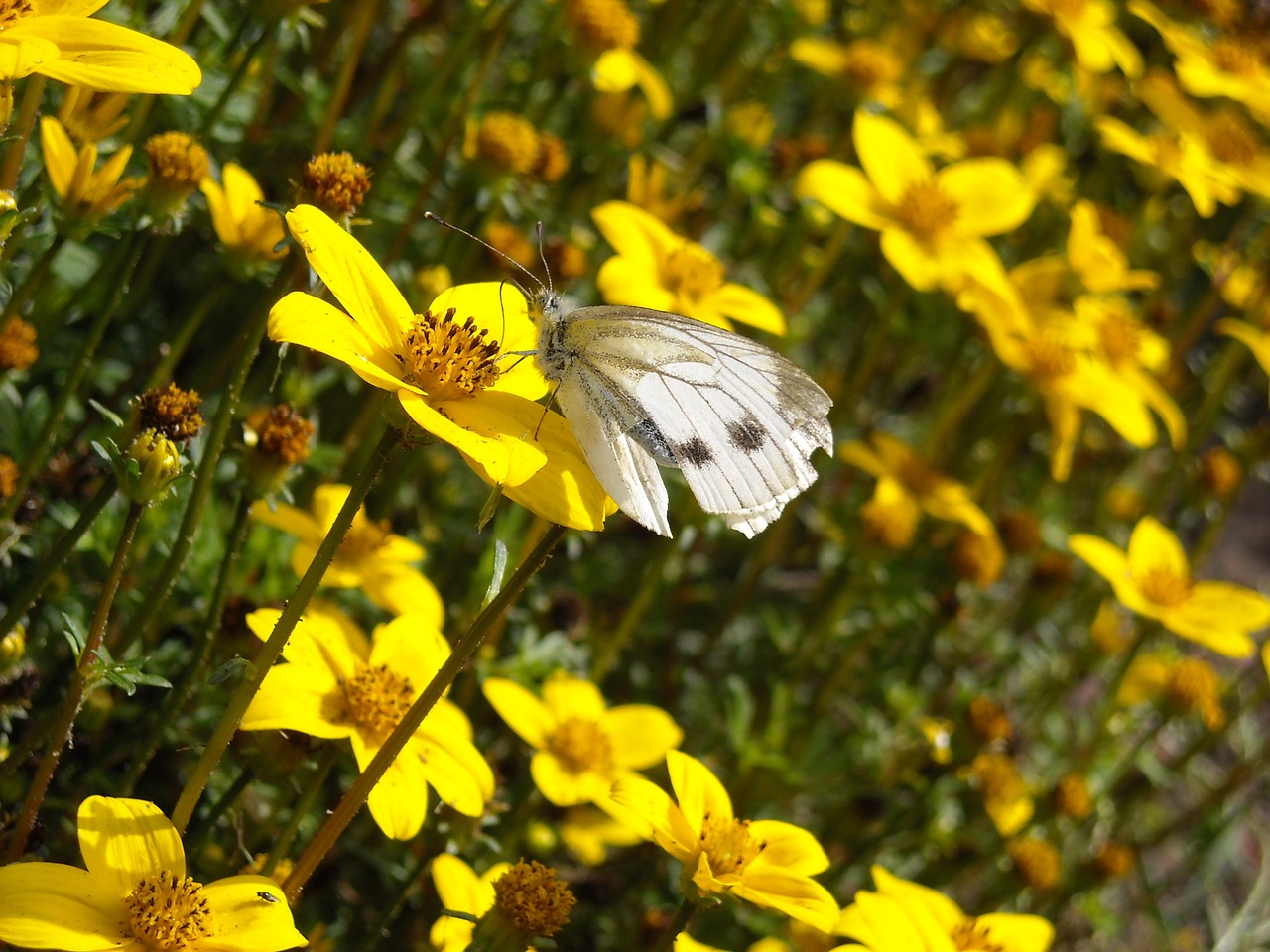 butterflies cabbage white yellow flowers free photo