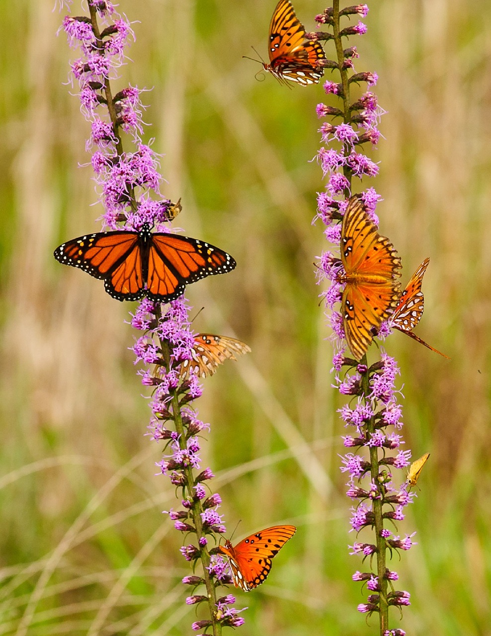 butterflies monarch insects free photo