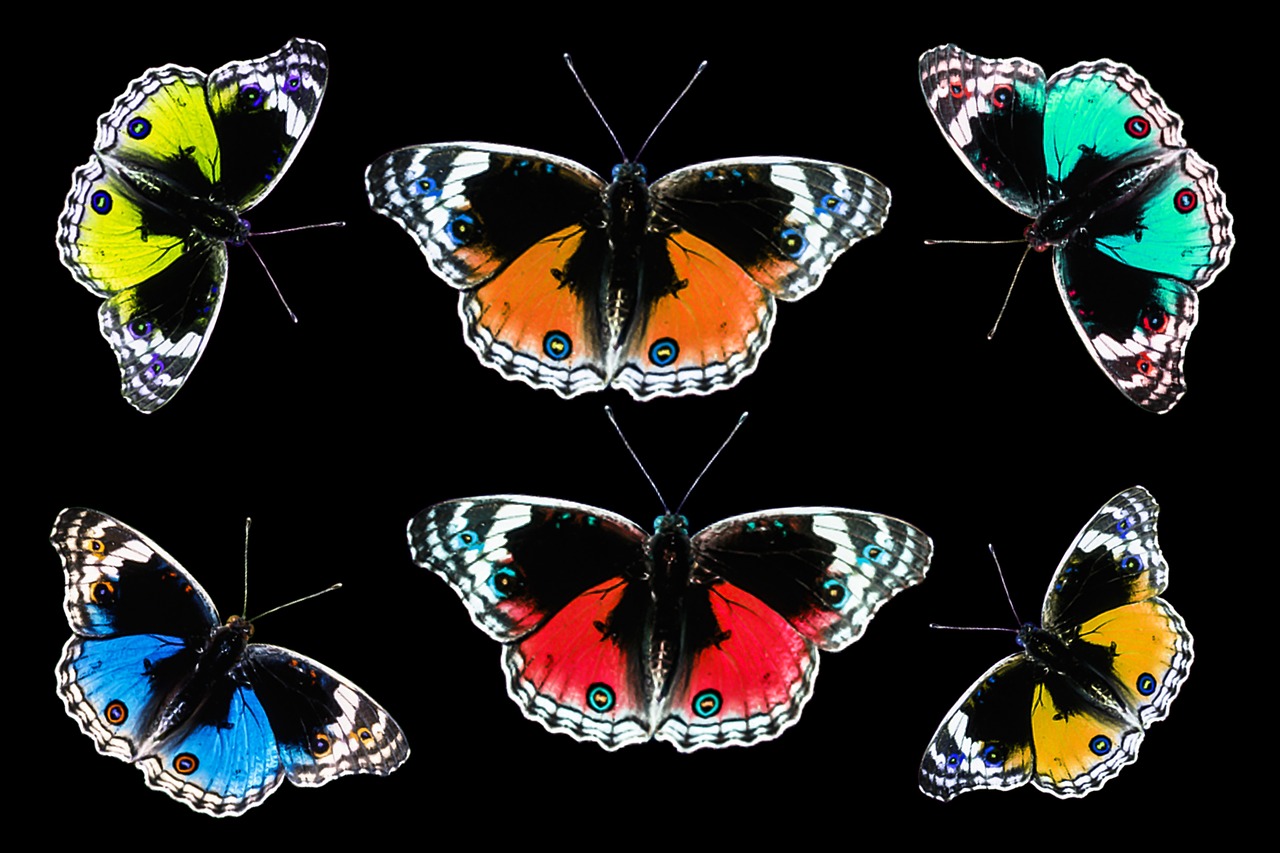 butterflies colorful insect free photo