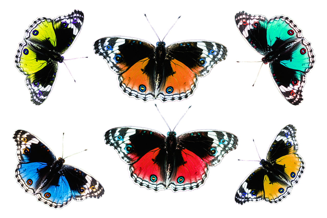 butterflies colorful insect free photo