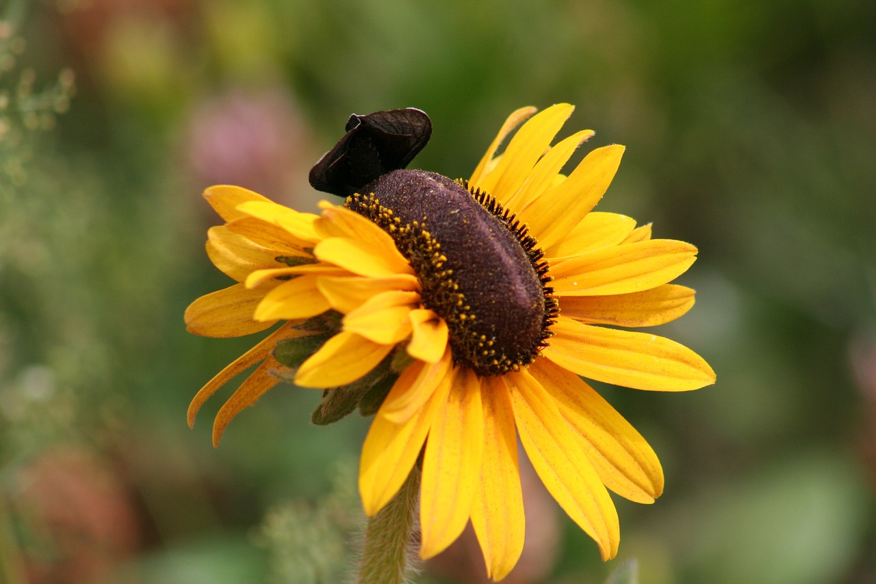 butterflies nature flower free photo