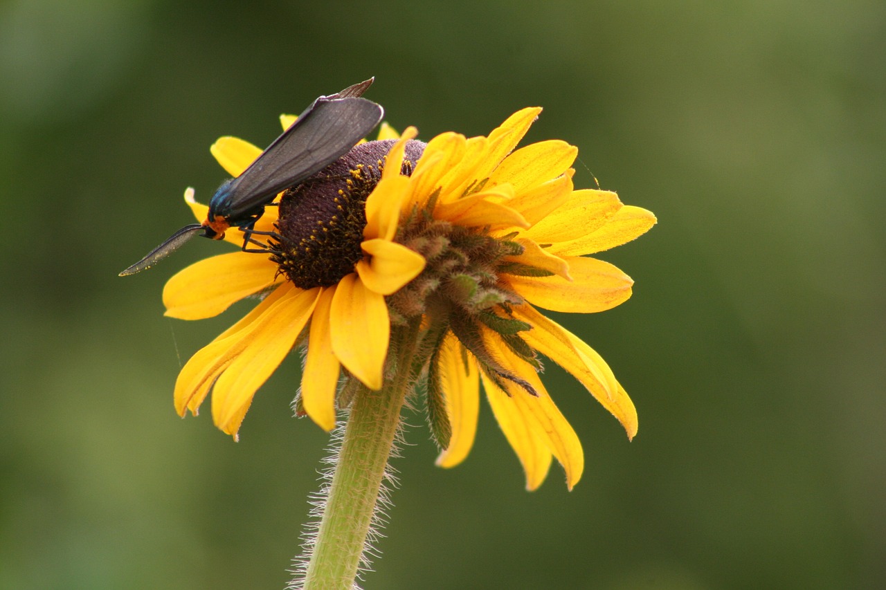 butterflies nature flower free photo