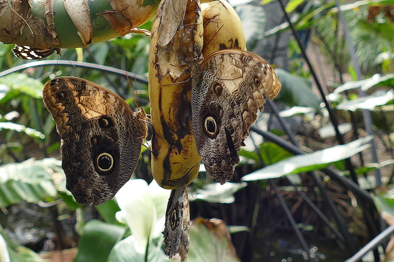 butterflies insects butterfly free photo