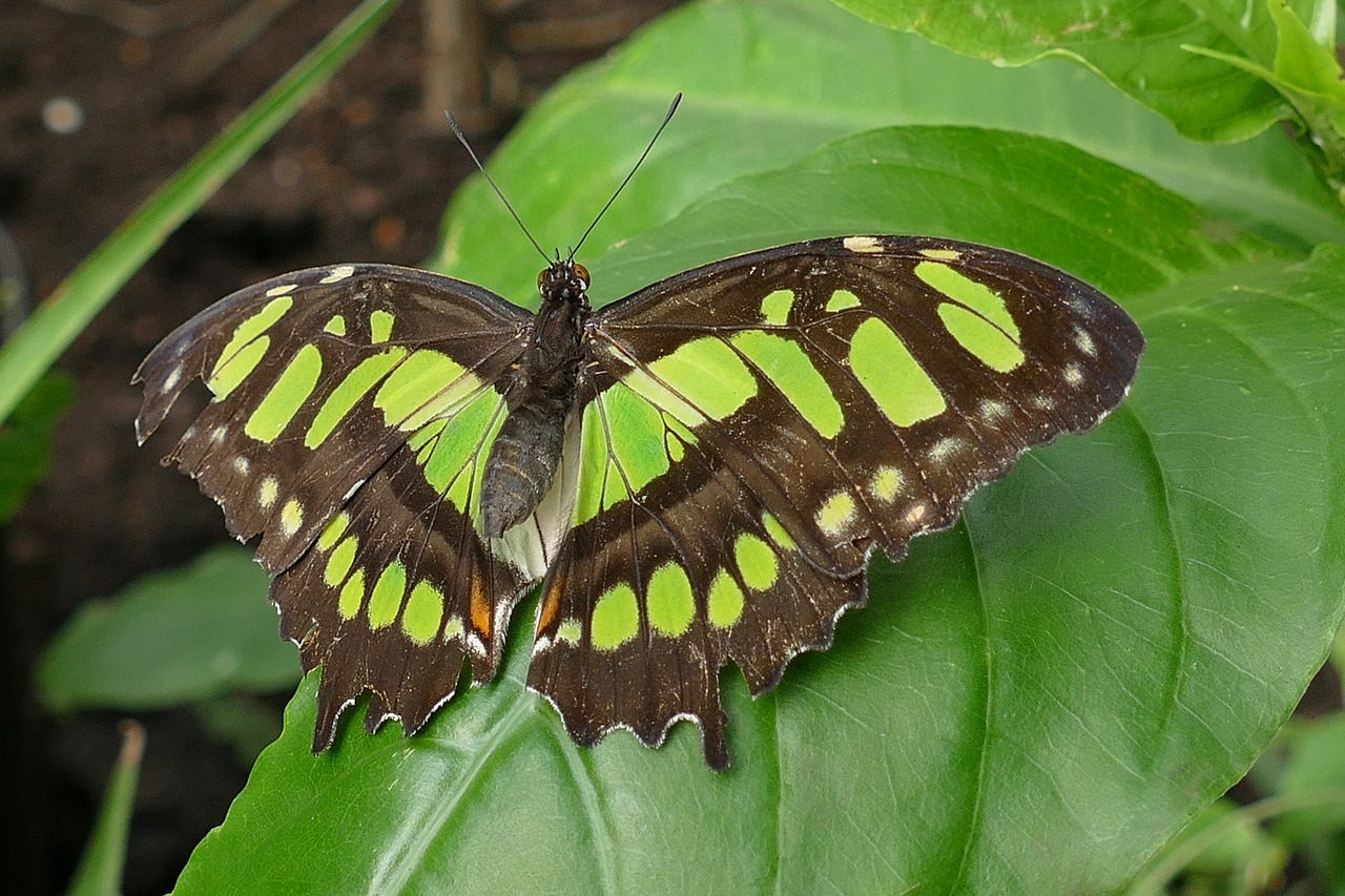 butterflies insects butterfly free photo