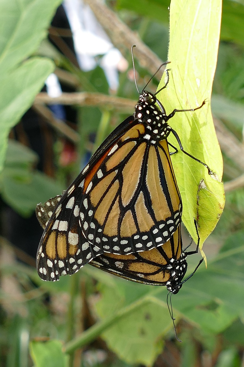 butterflies insects butterfly free photo