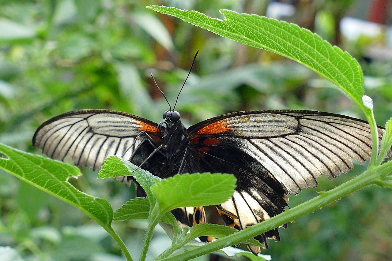 butterflies insects butterfly free photo