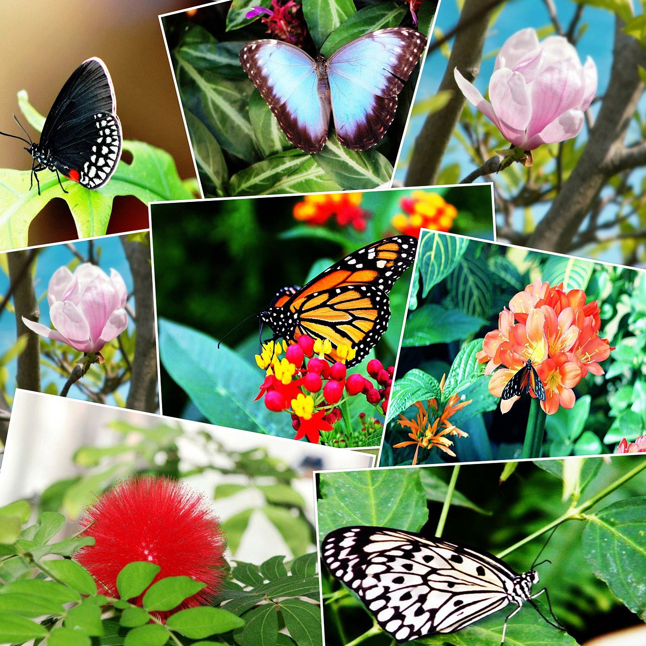 butterflies colours nature free photo