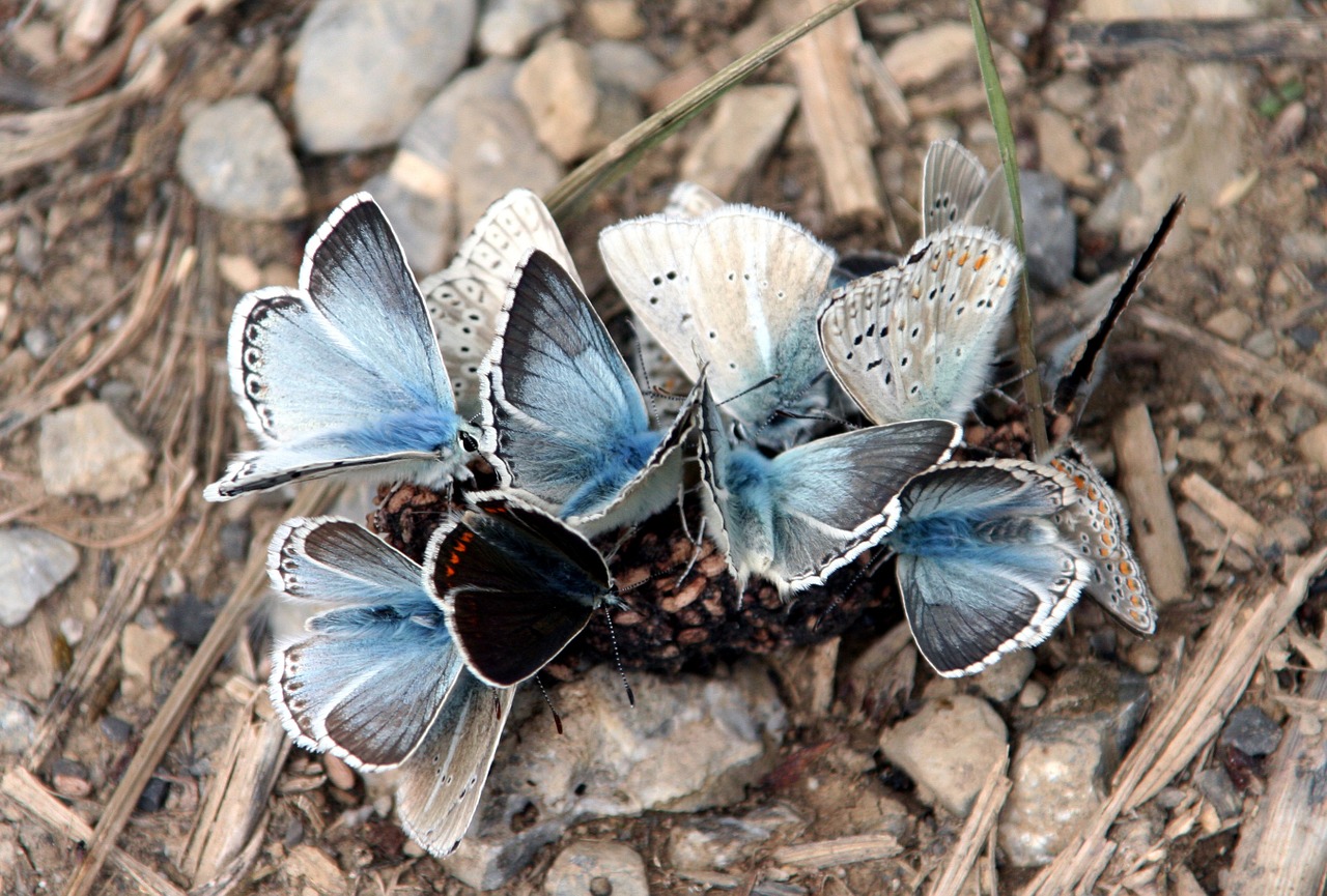 butterflies wings insects free photo