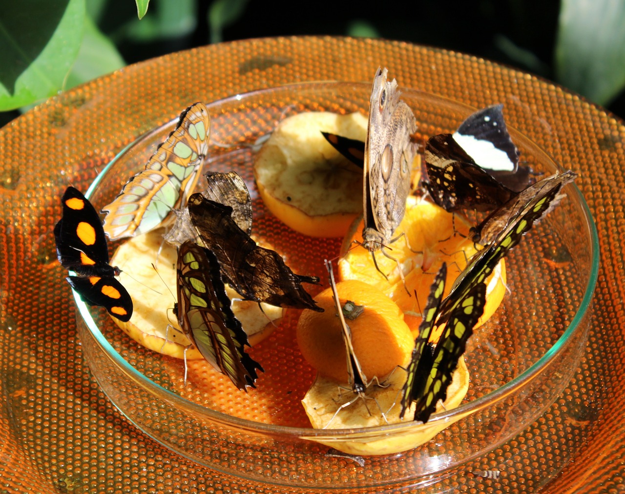 butterflies food fruit free photo