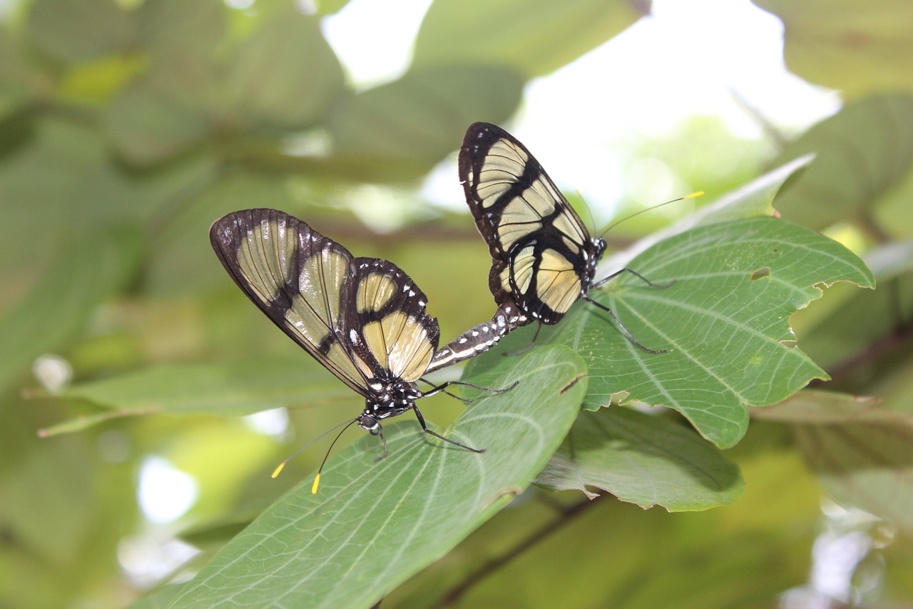 butterflies nature procreate free photo