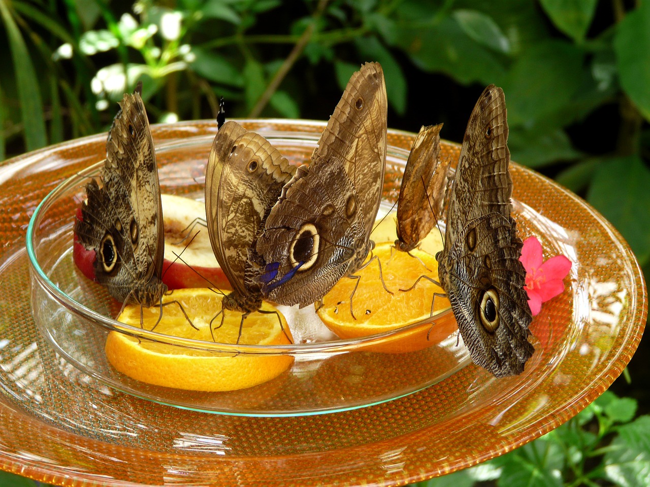 butterflies mainau butterfly house free photo