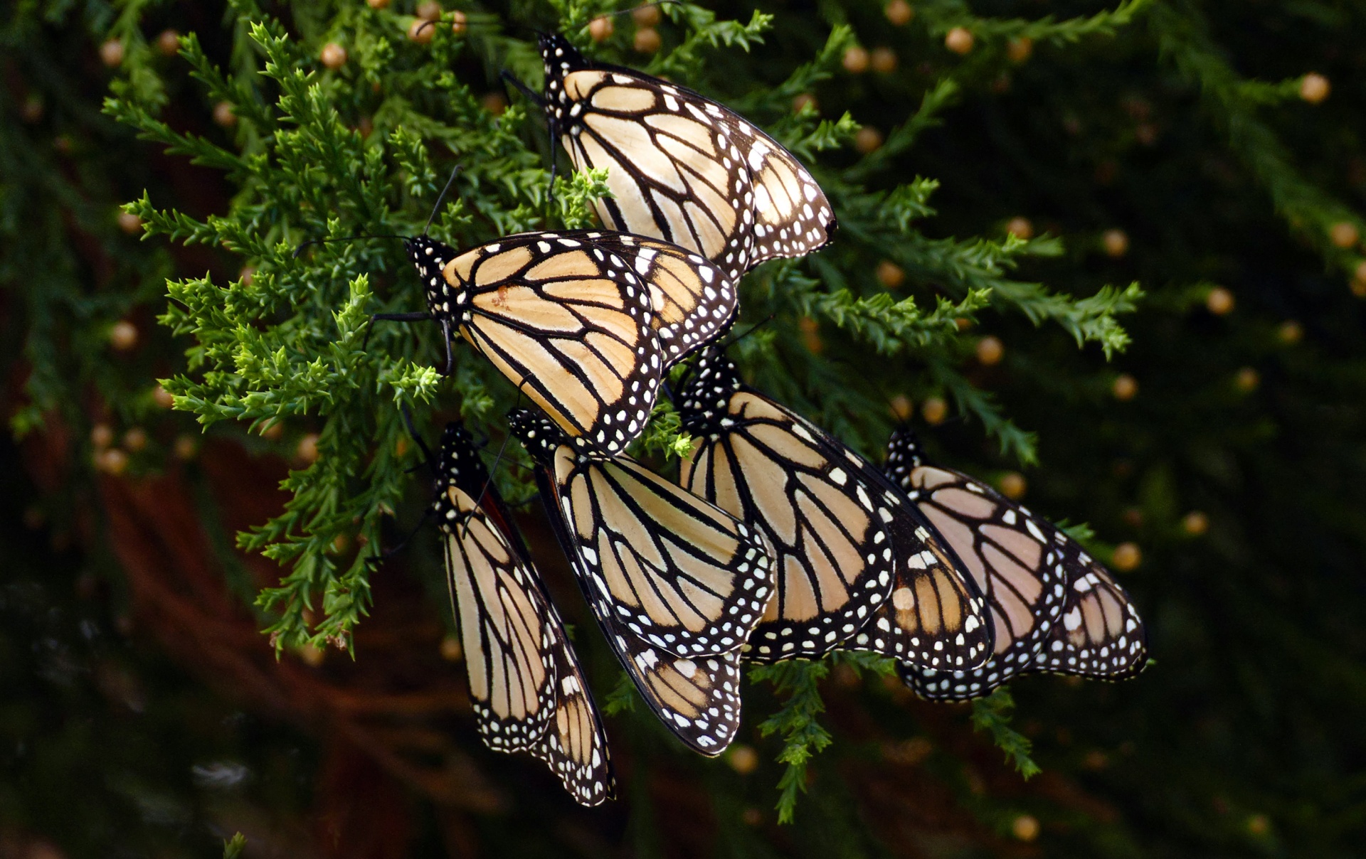 butterfly monarch collection free photo
