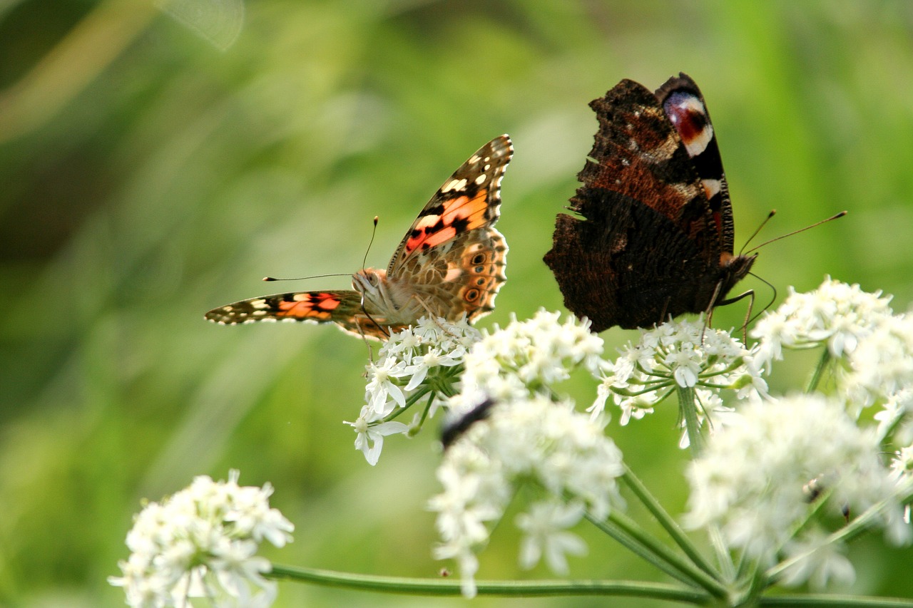 butterflies flowers nature free photo