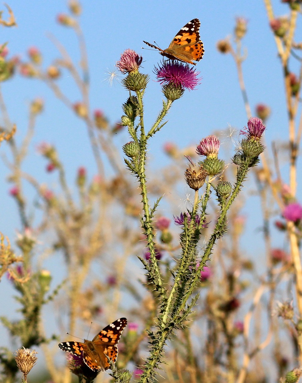 butterflies insects plants free photo