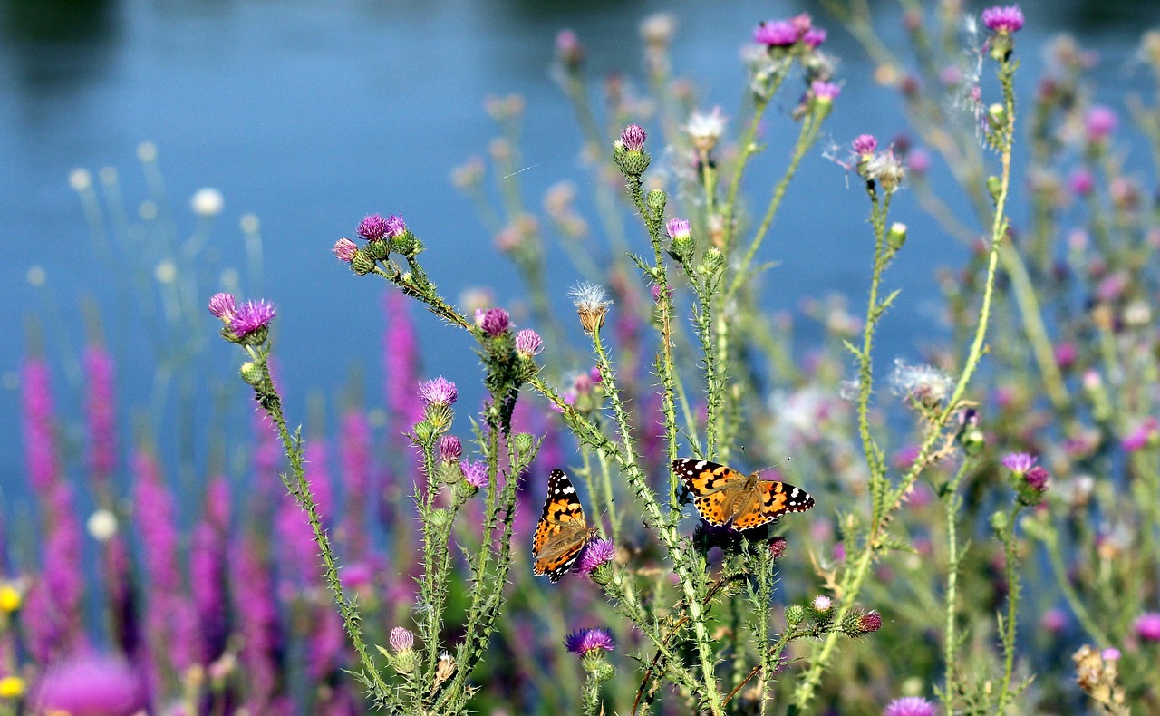 butterflies insects plants free photo