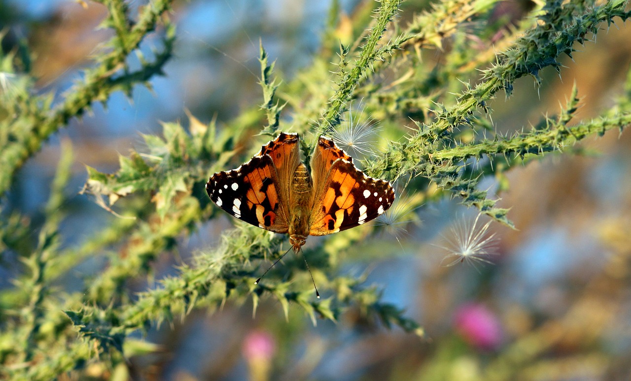 butterflies insects plants free photo