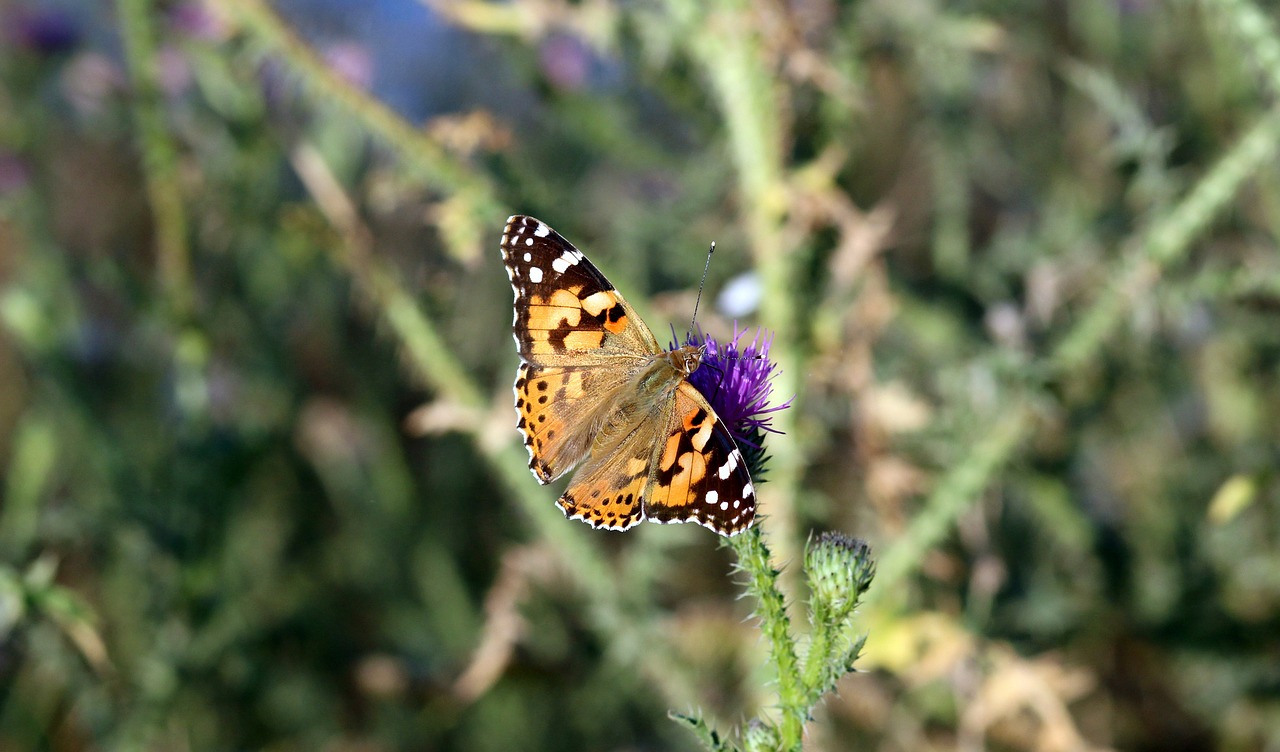 butterflies insects plants free photo