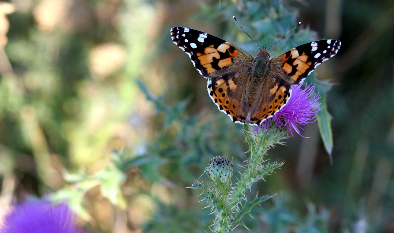 butterflies insects plants free photo