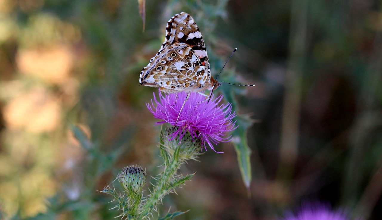 butterflies insects plants free photo