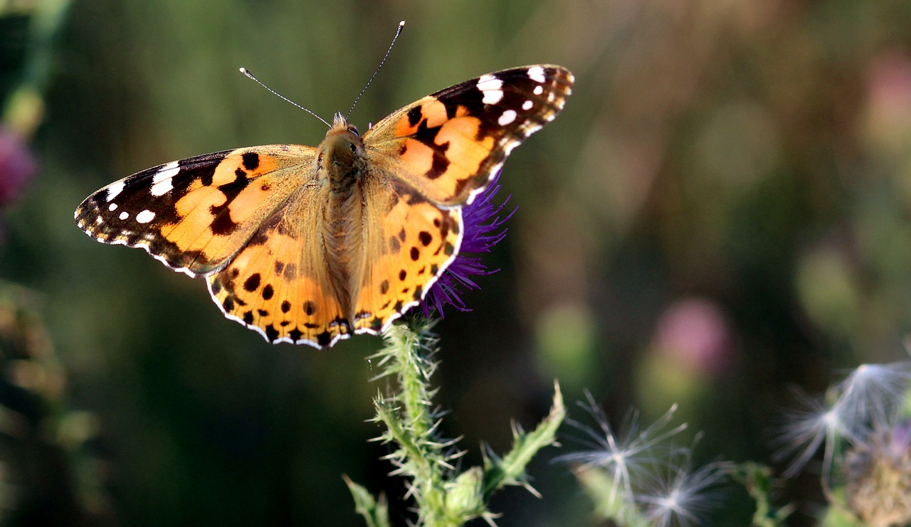 butterflies insects plants free photo