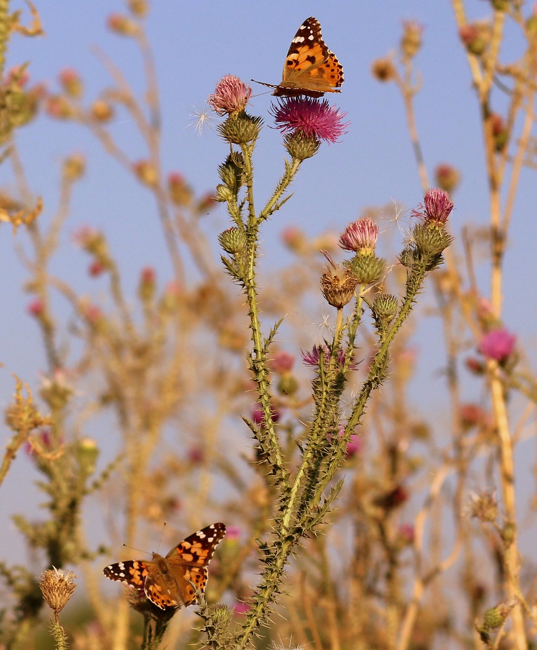 butterflies insects plants free photo