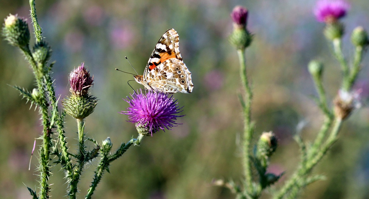 butterflies insects plants free photo