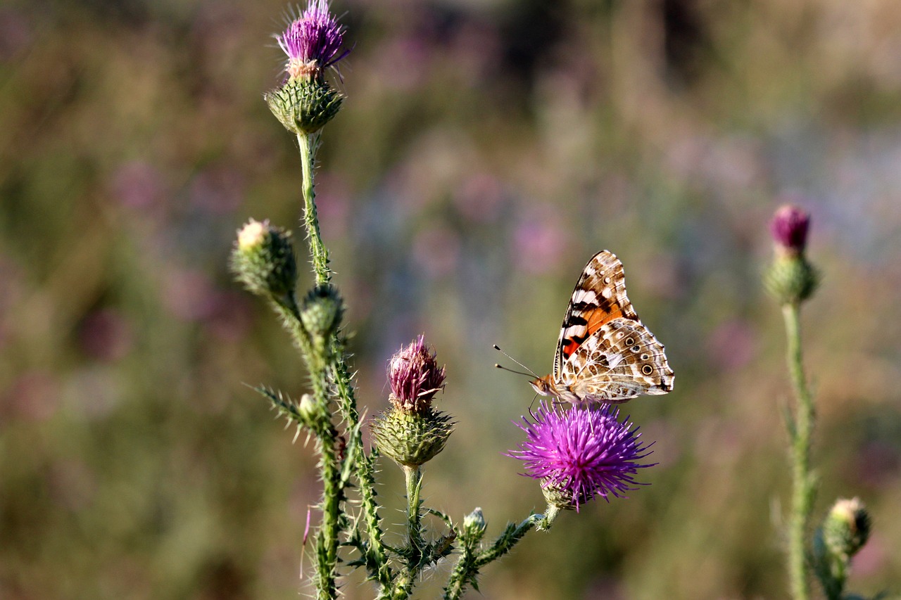 butterflies insects plants free photo