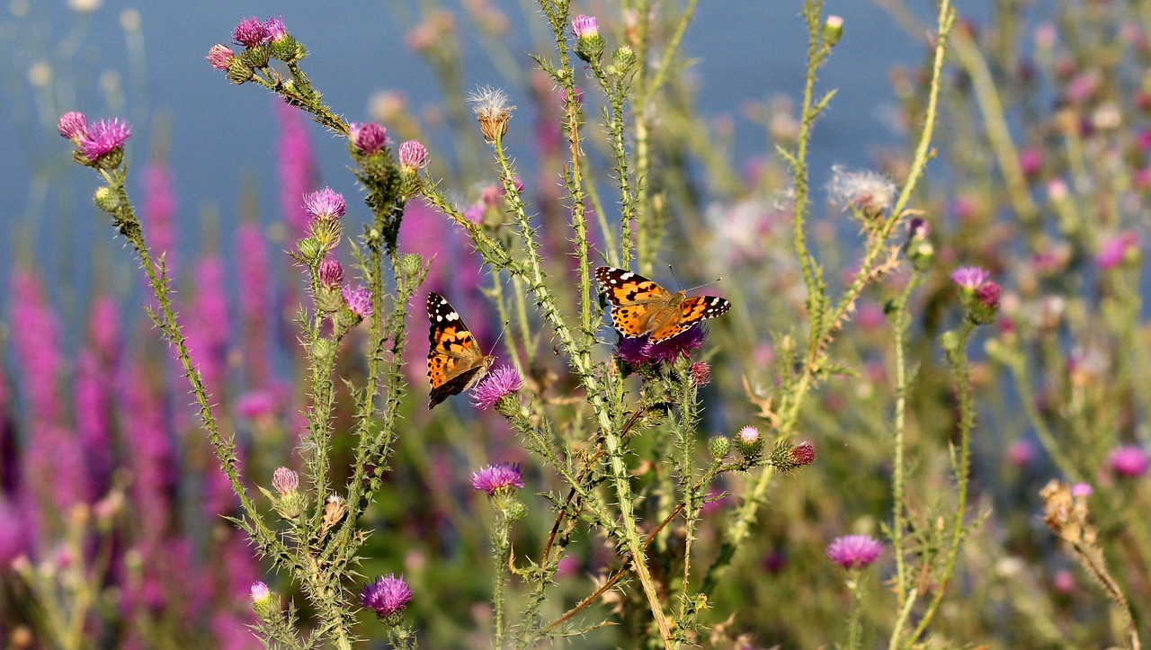 butterflies insects plants free photo