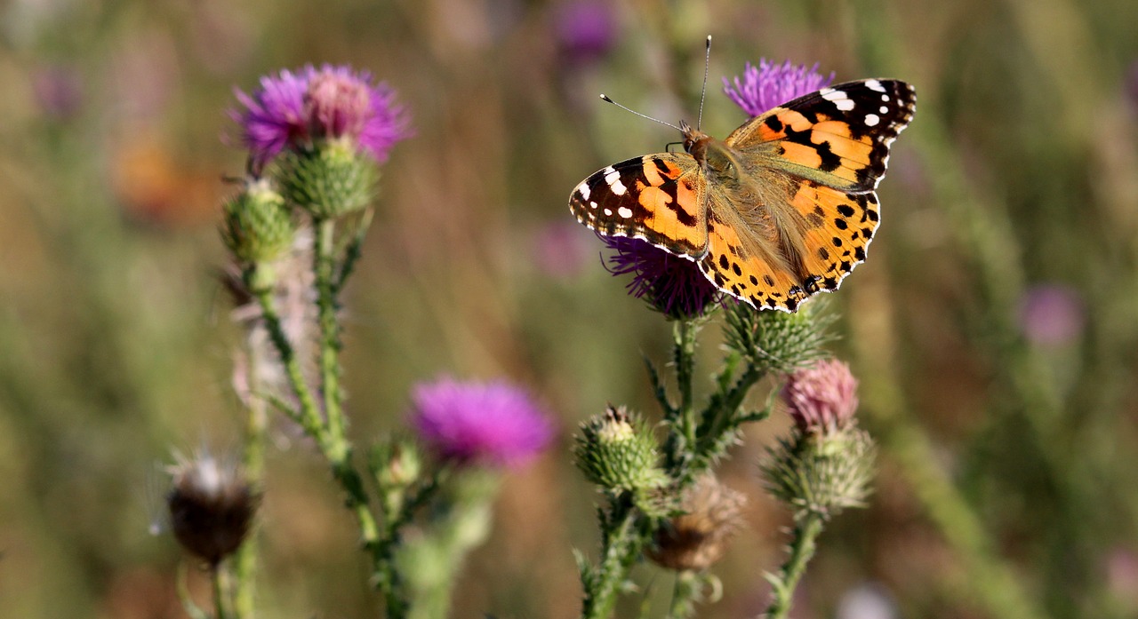 butterflies insects plants free photo