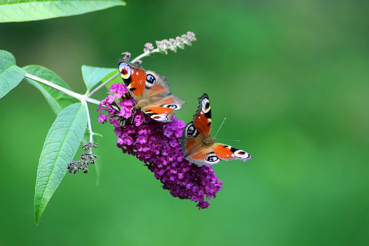 butterflies nature tagpfauenauge insect butterfly free photo