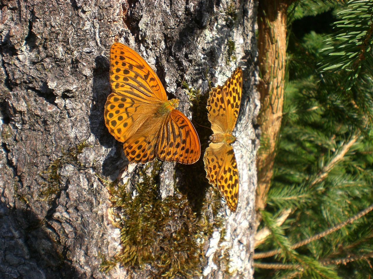 butterflies log orange free photo