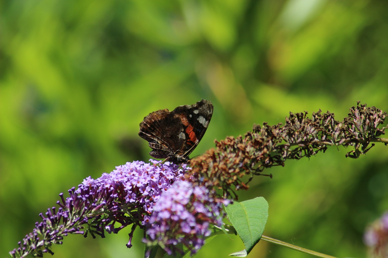 butterflies flower flower with butterfly free photo