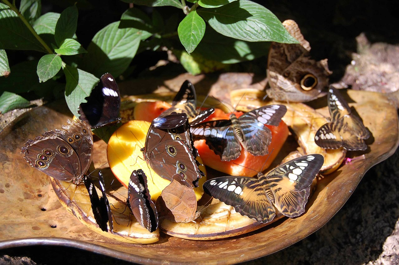 butterflies insects flowers free photo