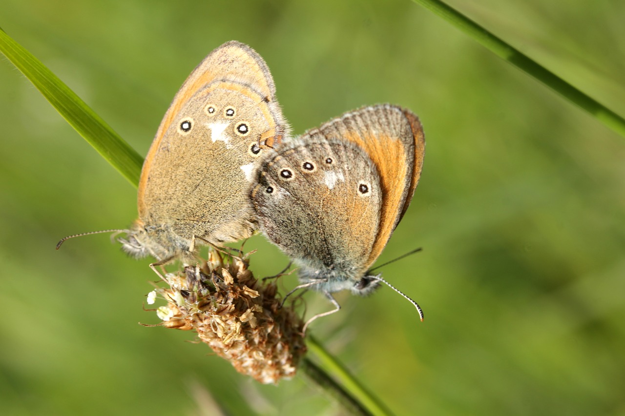 butterflies meadow karolópók free photo