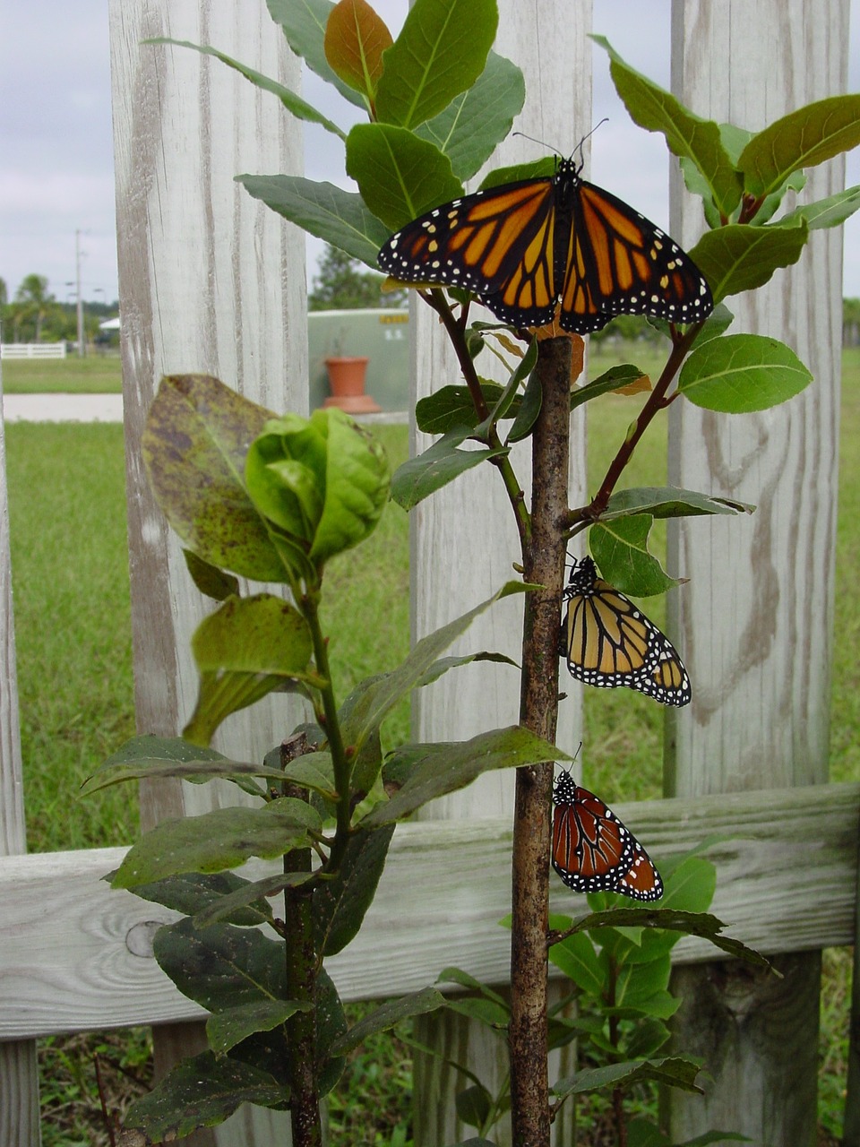 butterflies butterfly emerge free photo