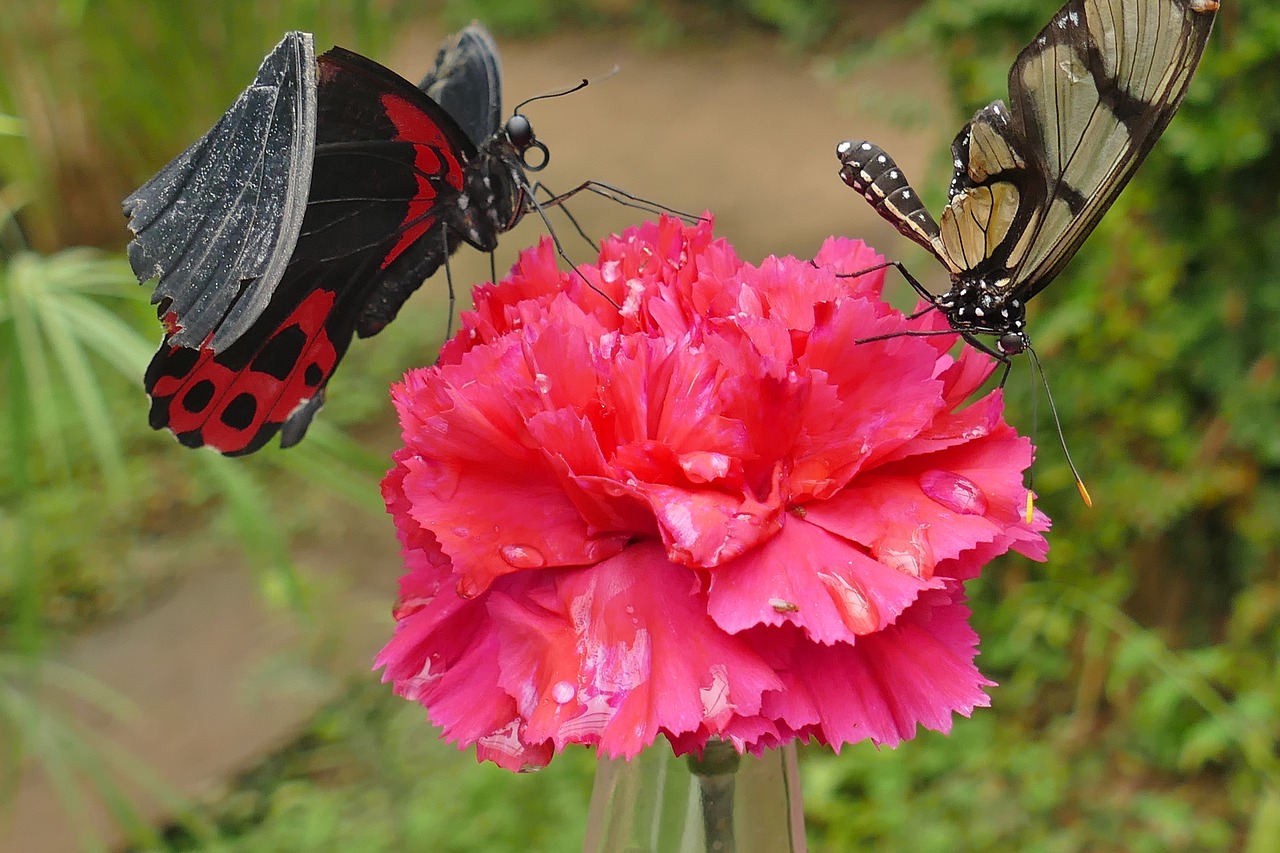 butterflies black red brown black free photo