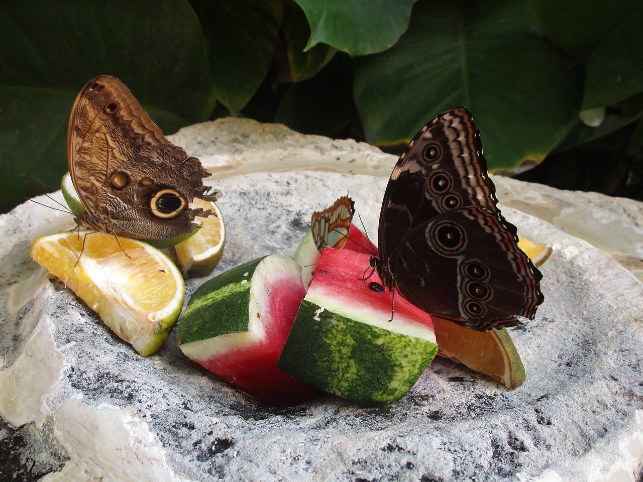 butterflies fruit nature free photo