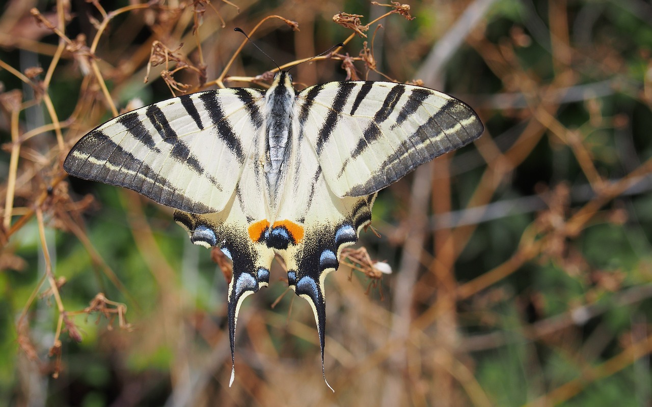 butterflies macro provence free photo