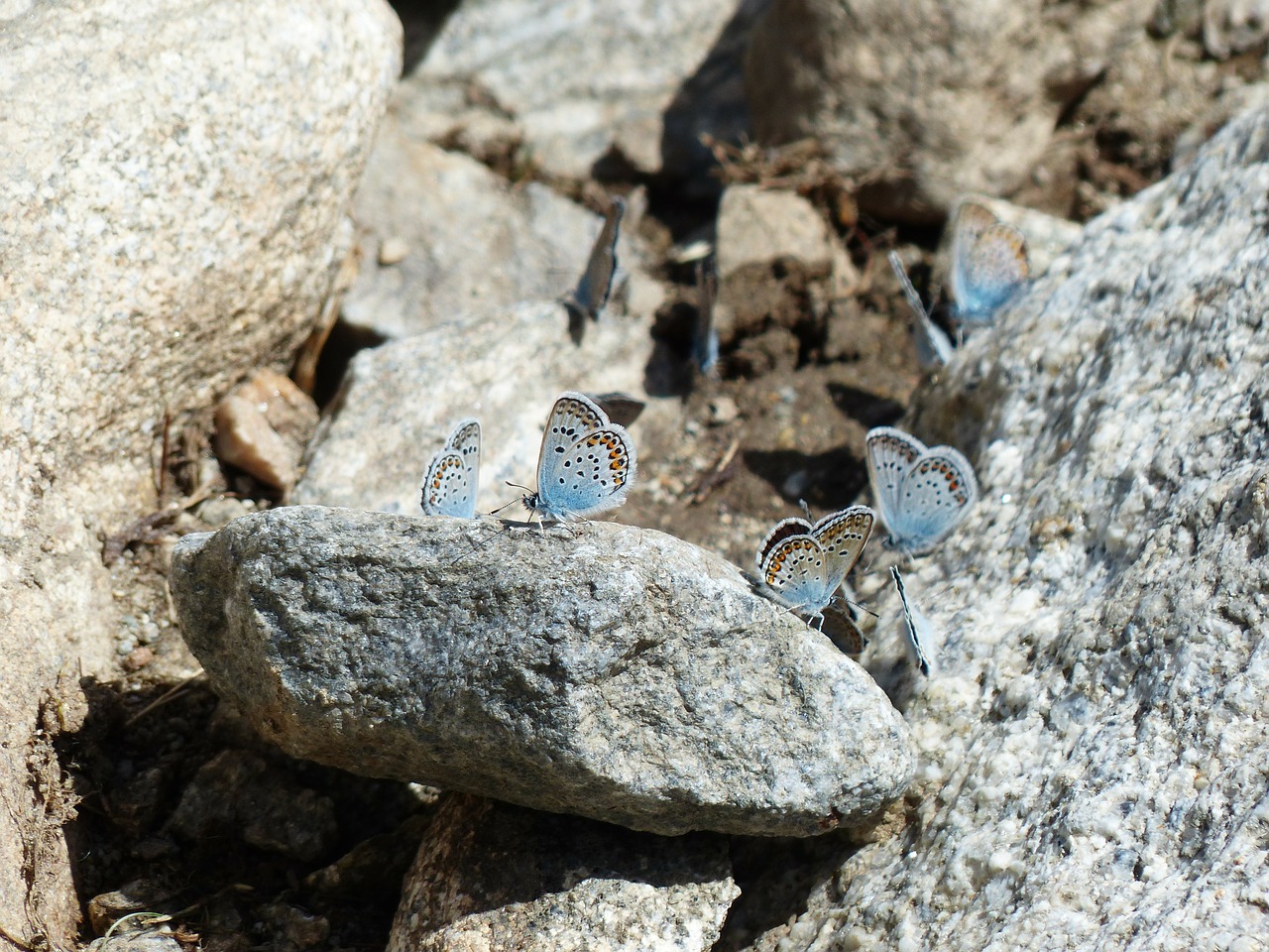 butterflies restharrow's blue polyommatus icarus free photo
